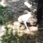 Foto: Maltrato a un perro en Tipitapa, Managua / TN8