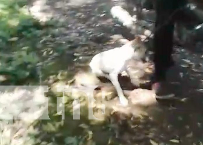 Foto: Maltrato a un perro en Tipitapa, Managua / TN8