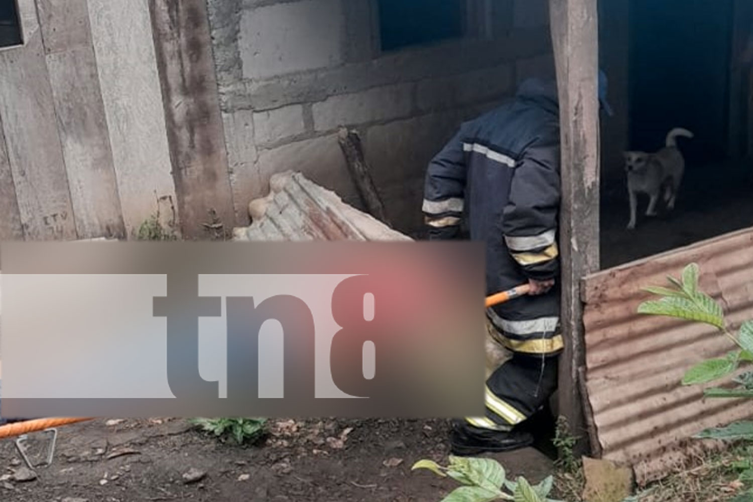 Foto: Tragedia en Matagalpa un joven de 21 años pierde la vida tras una descarga eléctrica mientras intentaba recoger pijibayes/TN8