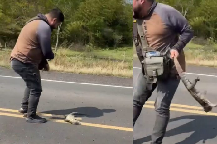 Foto: Intentar ayudar a un lagarto herido casi le cuesta la vida /Cortesía