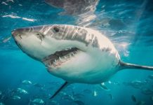 Foto: Mujer devorada por un tiburón /cortesía