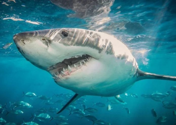 Foto: Mujer devorada por un tiburón /cortesía