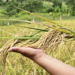 Foto: Nueva variedad de arroz del INTA, adaptada a la variabilidad climática