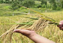 Foto: Nueva variedad de arroz del INTA, adaptada a la variabilidad climática