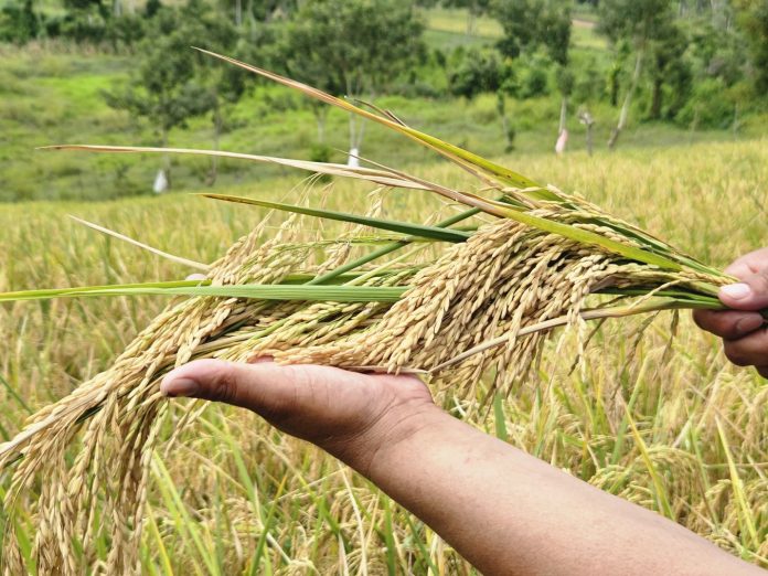 Foto: Nueva variedad de arroz del INTA, adaptada a la variabilidad climática