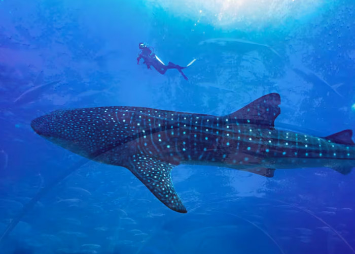 Foto: ofreciendo a sus visitantes una exhibición de un tiburón ballena/Cortesía