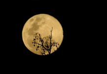 Foto: Espectáculo de superluna /cortesía