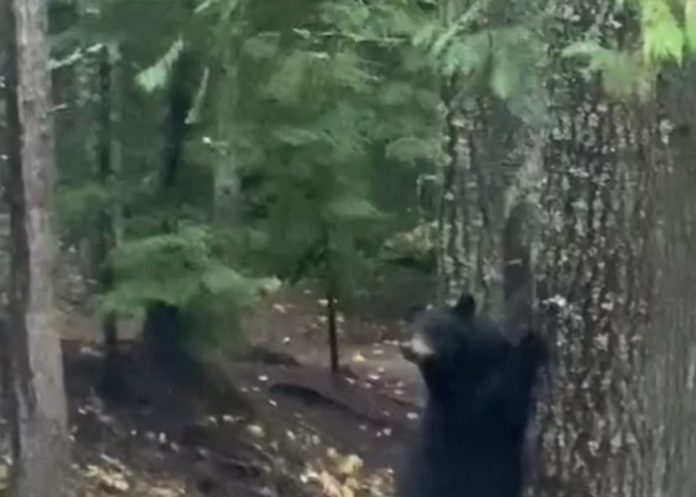 Foto: El susto del Oso /cortesía