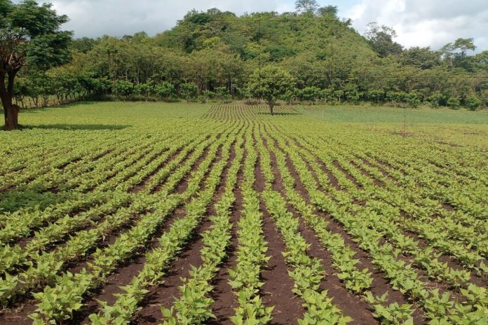 Foto: Familias Productoras establecieron 109,645 manzanas de frijol rojo/Cortesía