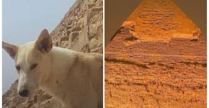 Foto: Apolo, el perro que sorprende al descender la pirámide de Egipto