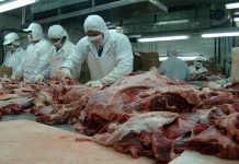 Foto: Impresionante producción y exportación de carne en Nicaragua / Cortesía