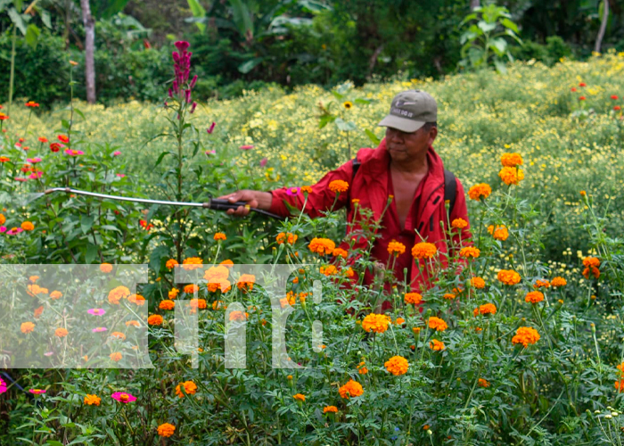 Foto: variedades de flores se encargan de adornar los campos santos/TN8