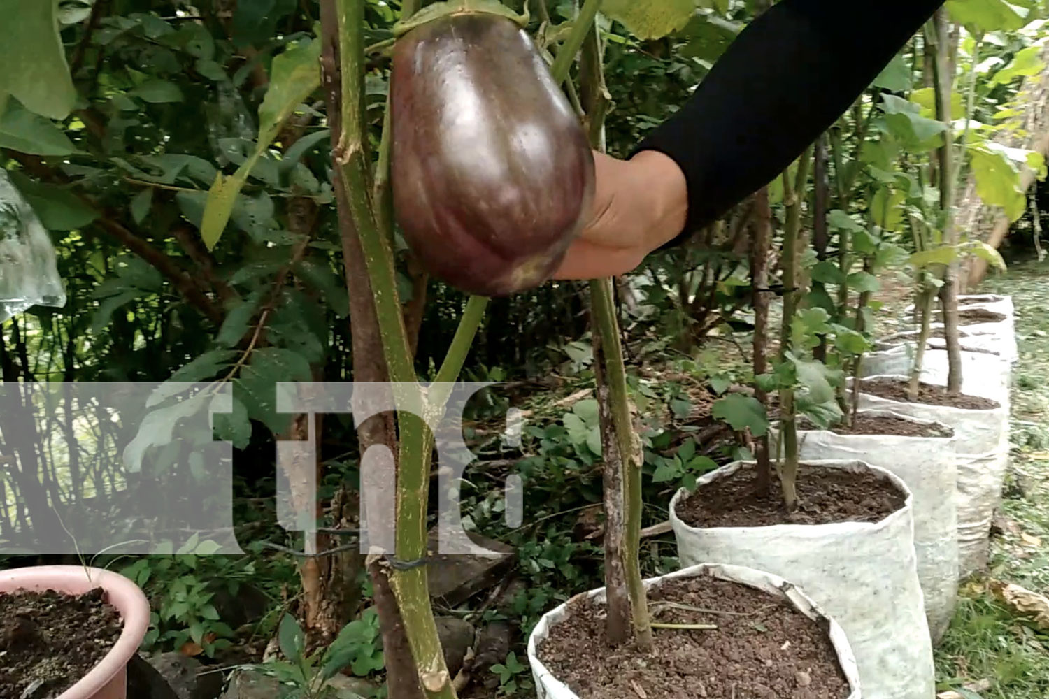 Foto: Mujeres de Nandaime implementan agricultura orgánica sin químicos/ TN8