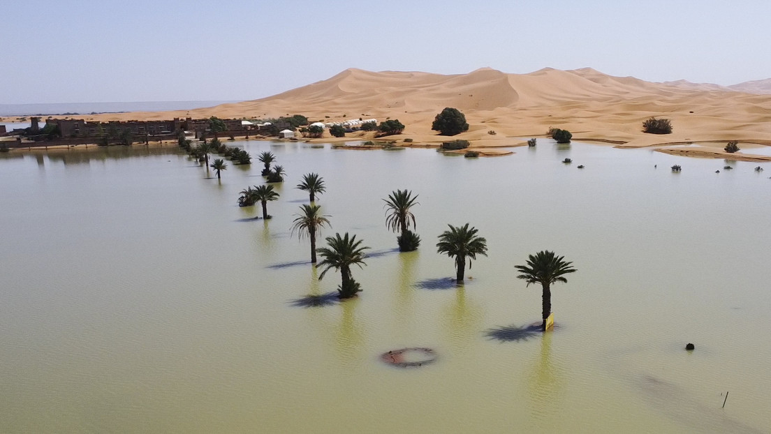 Foto: Lluvias en el desierto del Sáhara generan un resurgimiento