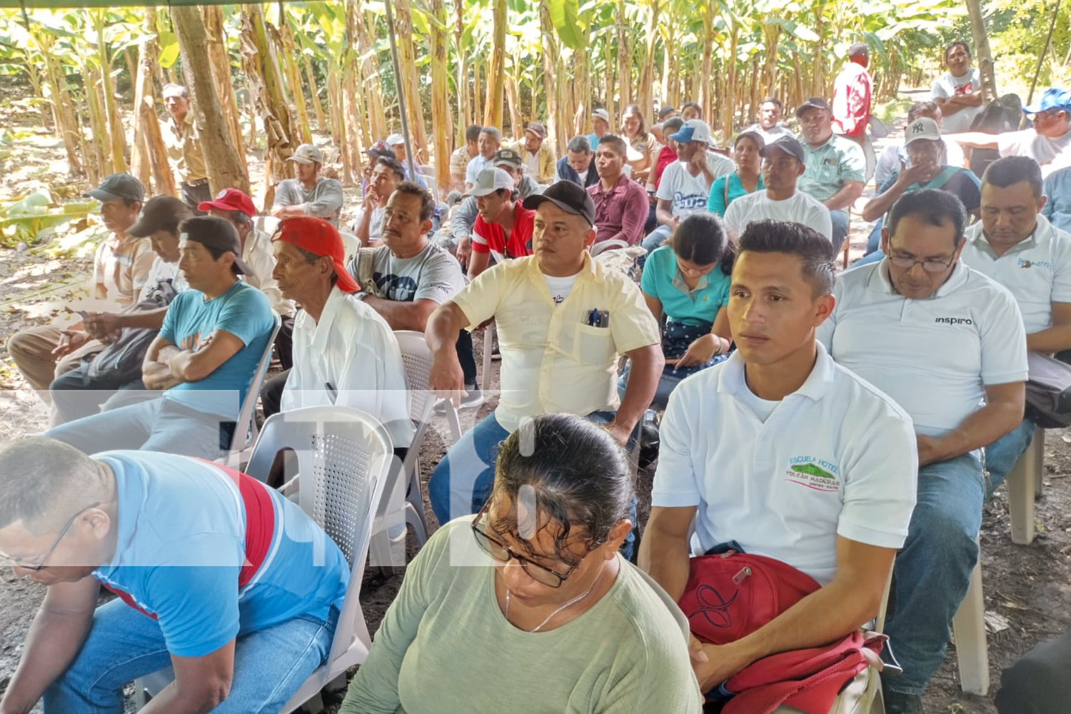 Foto: El gobierno de Nicaragua lanza un curso para fortalecer la producción de plátano en Ometepe, una gran oportunidad para 1,500 productores/TN8