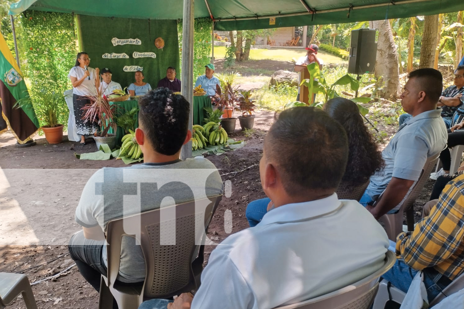 Foto: El gobierno de Nicaragua lanza un curso para fortalecer la producción de plátano en Ometepe, una gran oportunidad para 1,500 productores/TN8