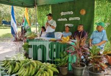 Foto: El gobierno de Nicaragua lanza un curso para fortalecer la producción de plátano en Ometepe, una gran oportunidad para 1,500 productores/TN8