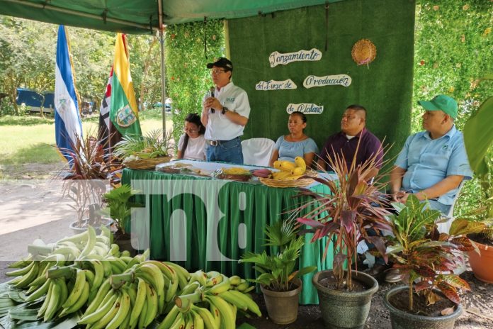 Foto: El gobierno de Nicaragua lanza un curso para fortalecer la producción de plátano en Ometepe, una gran oportunidad para 1,500 productores/TN8