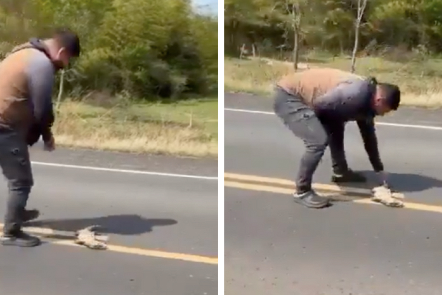 Foto: Intentar ayudar a un lagarto herido casi le cuesta la vida /Cortesía