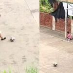 Foto: Abuelita juega con su nieto /cortesía