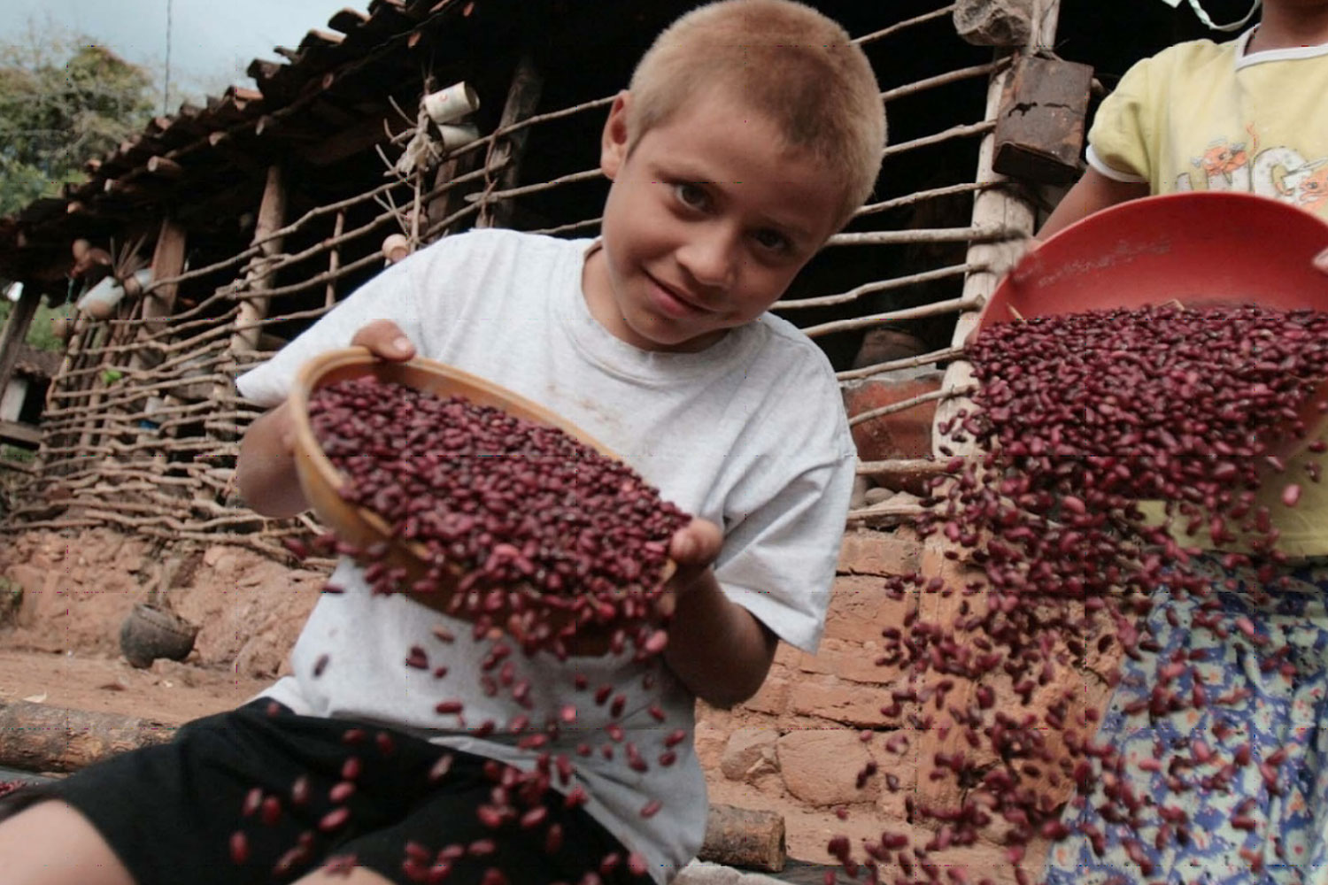 Foto: Familias Productoras establecieron 109,645 manzanas de frijol rojo/Cortesía