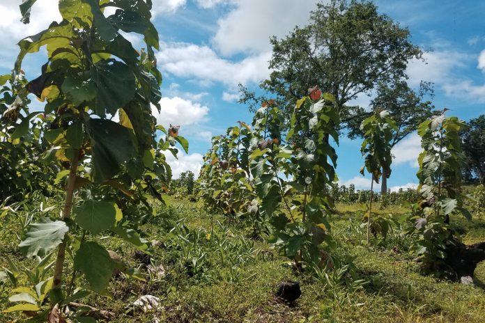 Foto: Exportación de madera generó US$8.5 millones en Nicaragua en 2024/ Cortesía