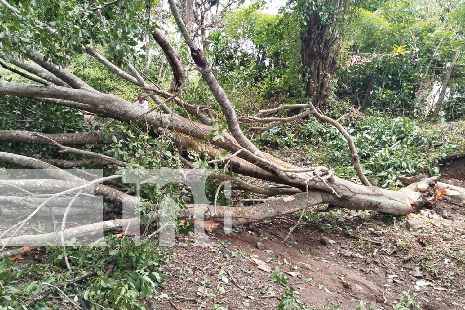 Foto: fuertes vientos que azotan el departamento de Rivas/TN8