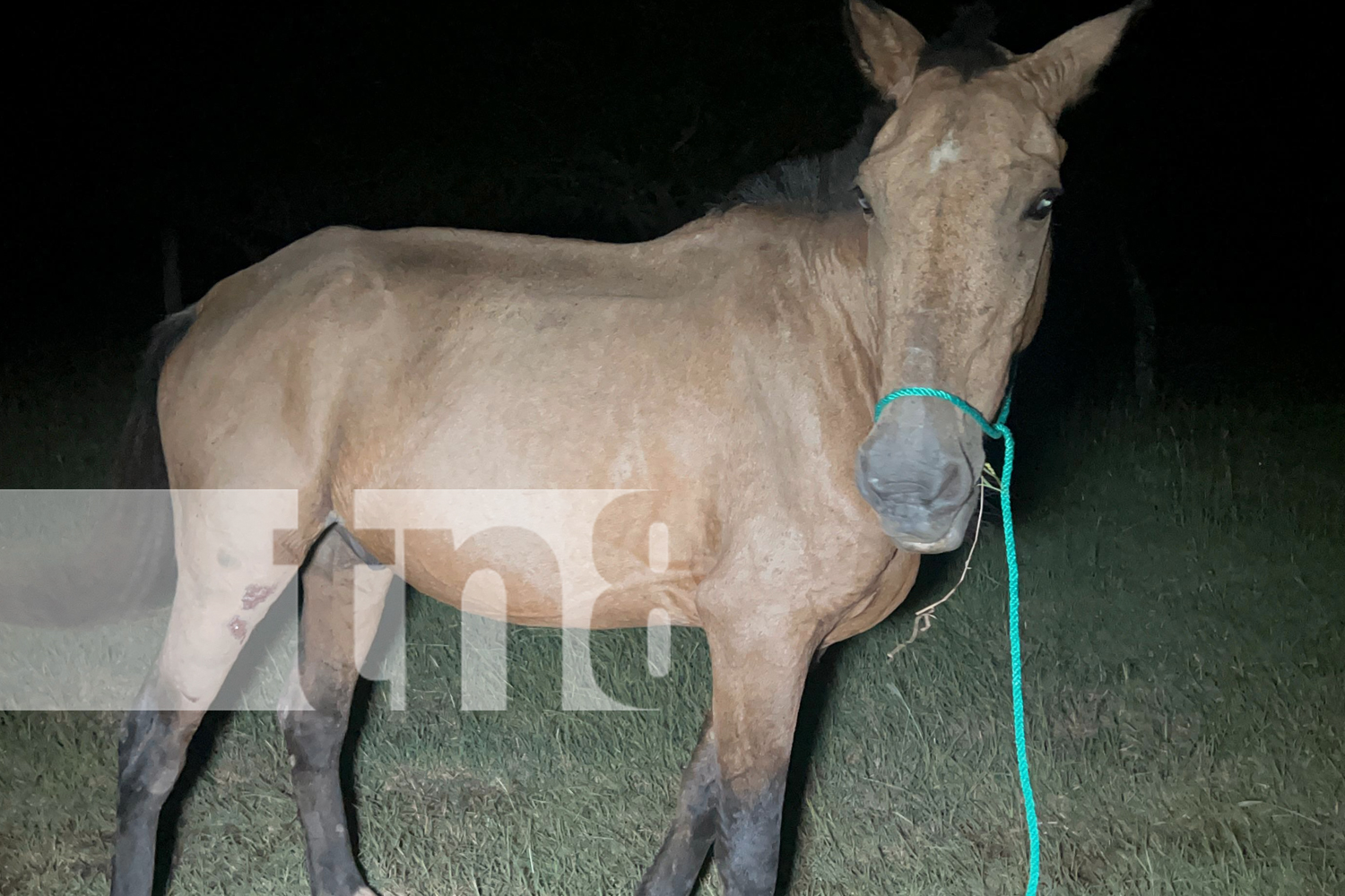 Foto: Motociclista con severos golpes al impactar contra un equino en La Libertad, Chontales/TN8