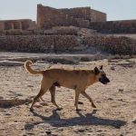 Foto: Apolo, el perro que sorprende al descender la pirámide de Egipto