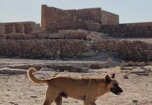 Foto: Apolo, el perro que sorprende al descender la pirámide de Egipto