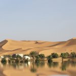 Foto: Lluvias en el desierto del Sáhara generan un resurgimiento