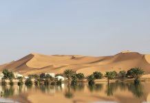 Foto: Lluvias en el desierto del Sáhara generan un resurgimiento