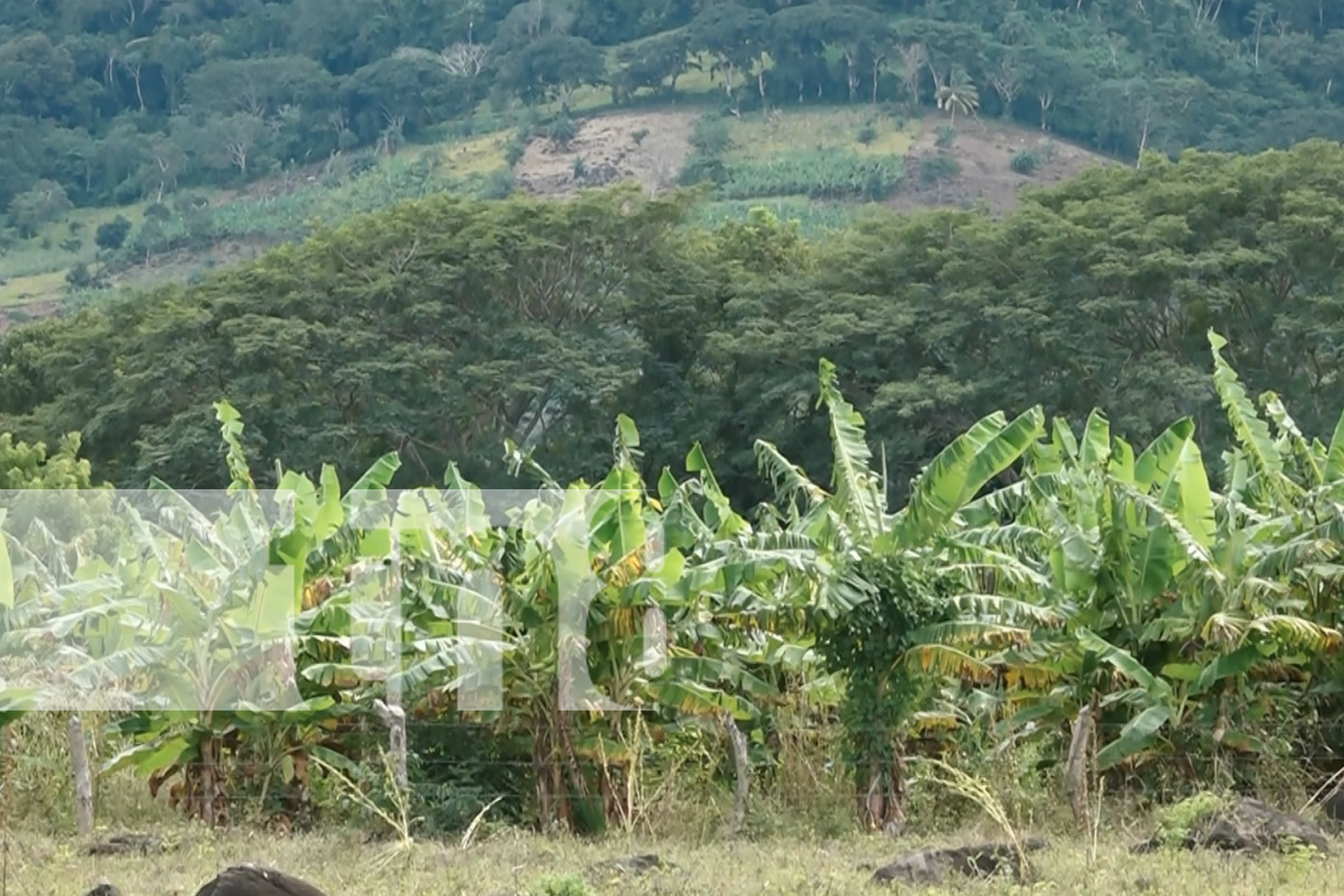 Foto: El plátano de la Isla de Ometepe llega a mercados nacionales e internacionales, valorado por su calidad y sabor único/TN8