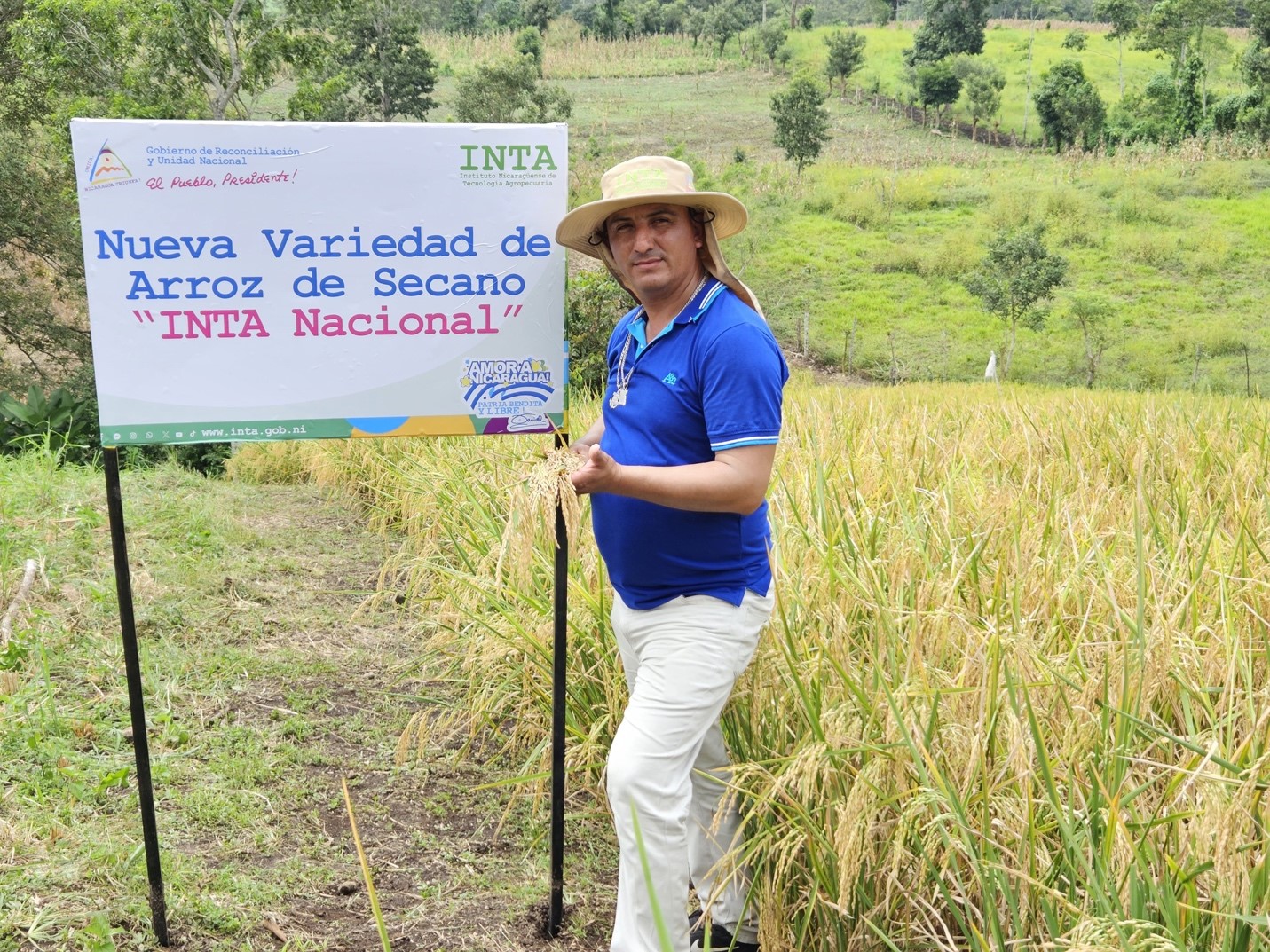 Foto: Nueva variedad de arroz del INTA, adaptada a la variabilidad climática