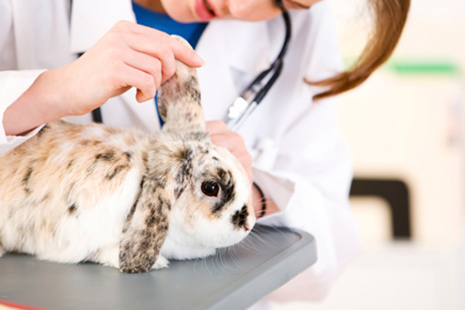 Foto: Niño ingresa a veterinaria y mata a más de 20 animales /Cortesía