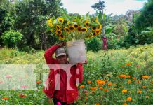 Foto: variedades de flores se encargan de adornar los campos santos/TN8