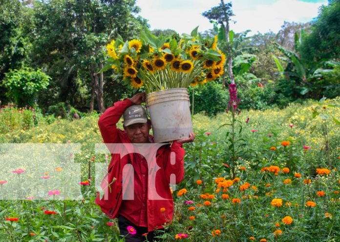 Foto: variedades de flores se encargan de adornar los campos santos/TN8