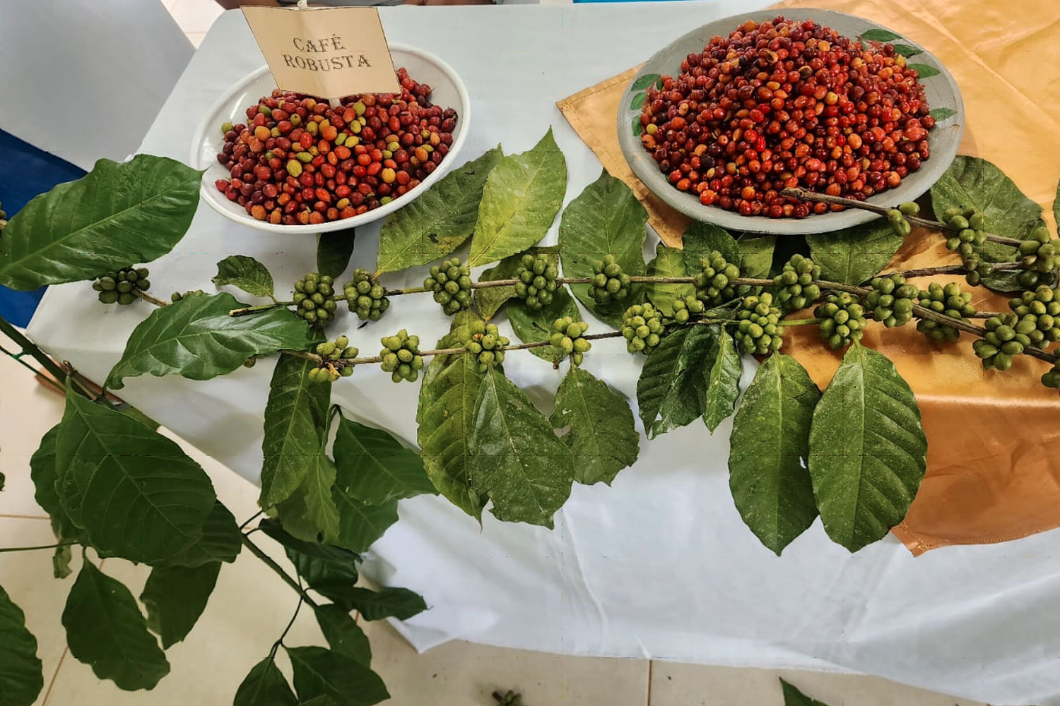 Foto: Foro Regional sobre Café Robusta en Nueva Guinea/ Cortesía