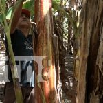 Foto: El plátano de la Isla de Ometepe llega a mercados nacionales e internacionales, valorado por su calidad y sabor único/TN8