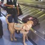 Foto: IPSA Implementa Técnica Canina para Inspección Sanitaria