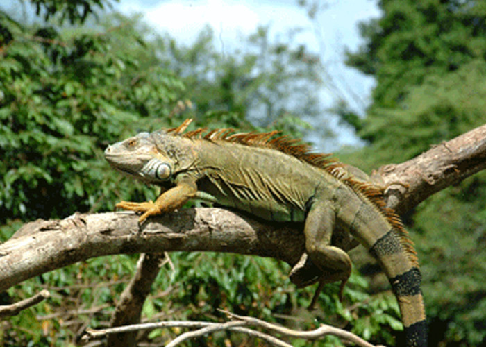 Foto: Día Mundial de la Protección de la Naturaleza/Cortesía