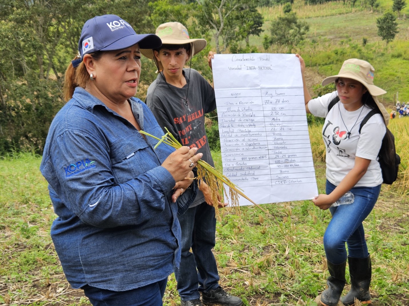 Foto: Nueva variedad de arroz del INTA, adaptada a la variabilidad climática