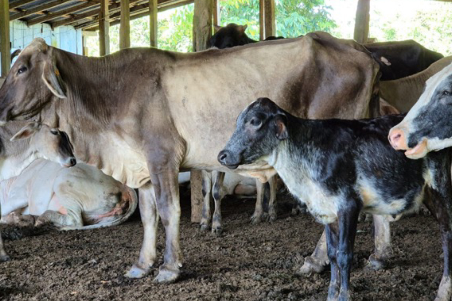 Foto: Curso de Diagnóstico Reproductivo e Inseminación en Chontales /Cortesía