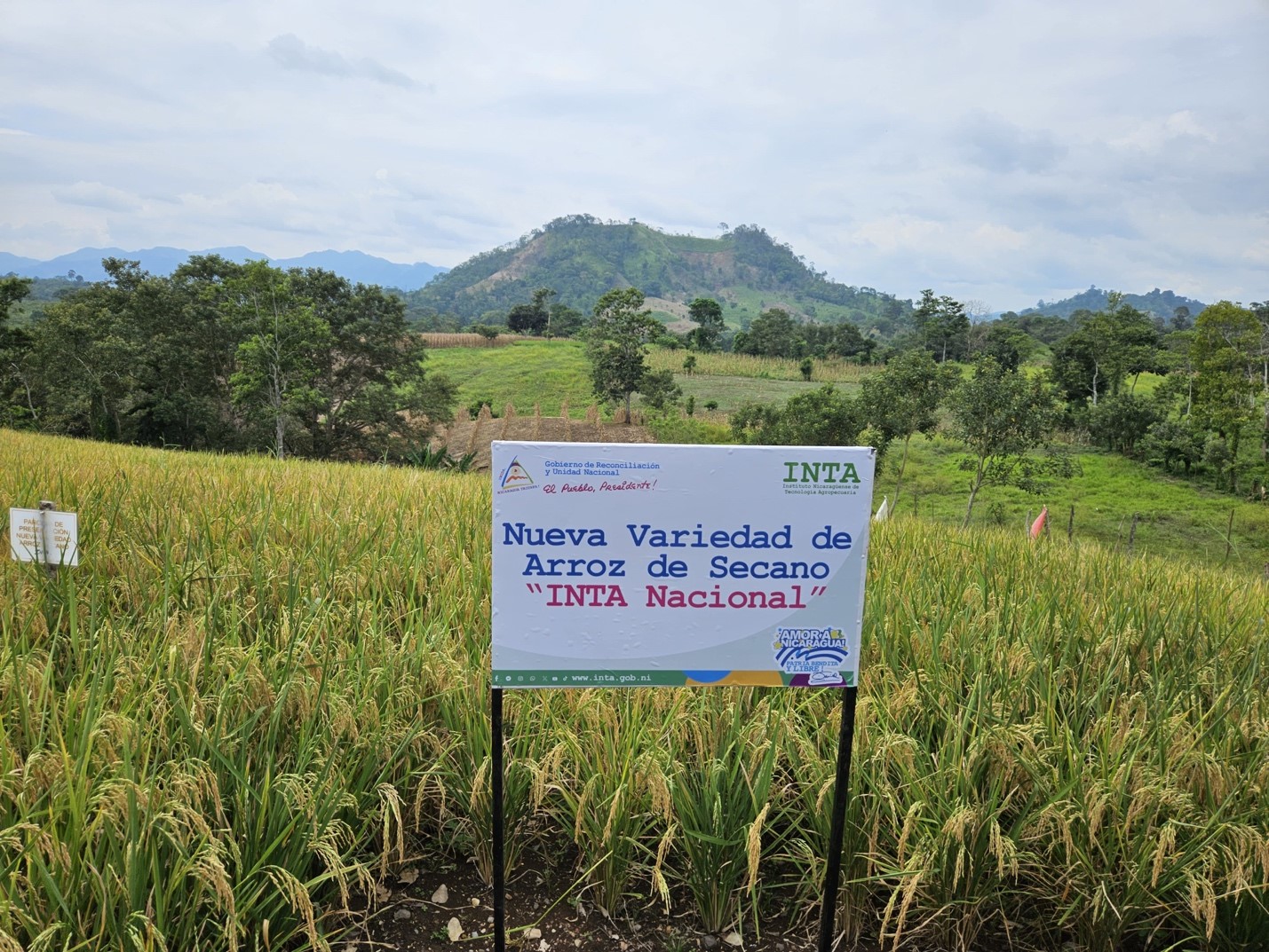 Foto: Nueva variedad de arroz del INTA, adaptada a la variabilidad climática