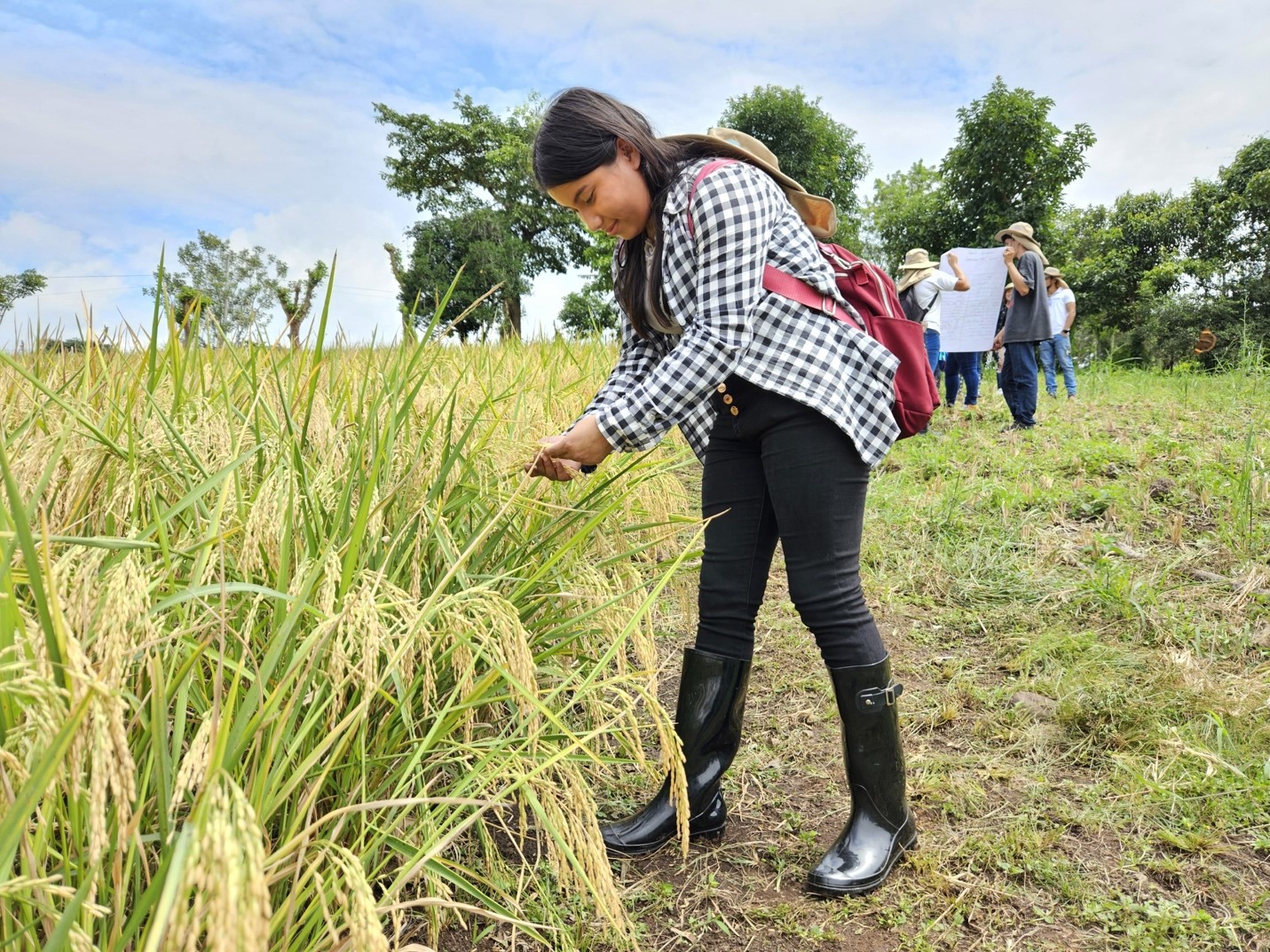 Foto: Nueva variedad de arroz del INTA, adaptada a la variabilidad climática