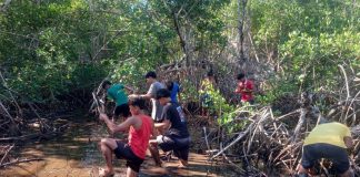 Foto: Restauración de Manglares en Nicaragua: una iniciativa del buen Gobierno/ Cortesía