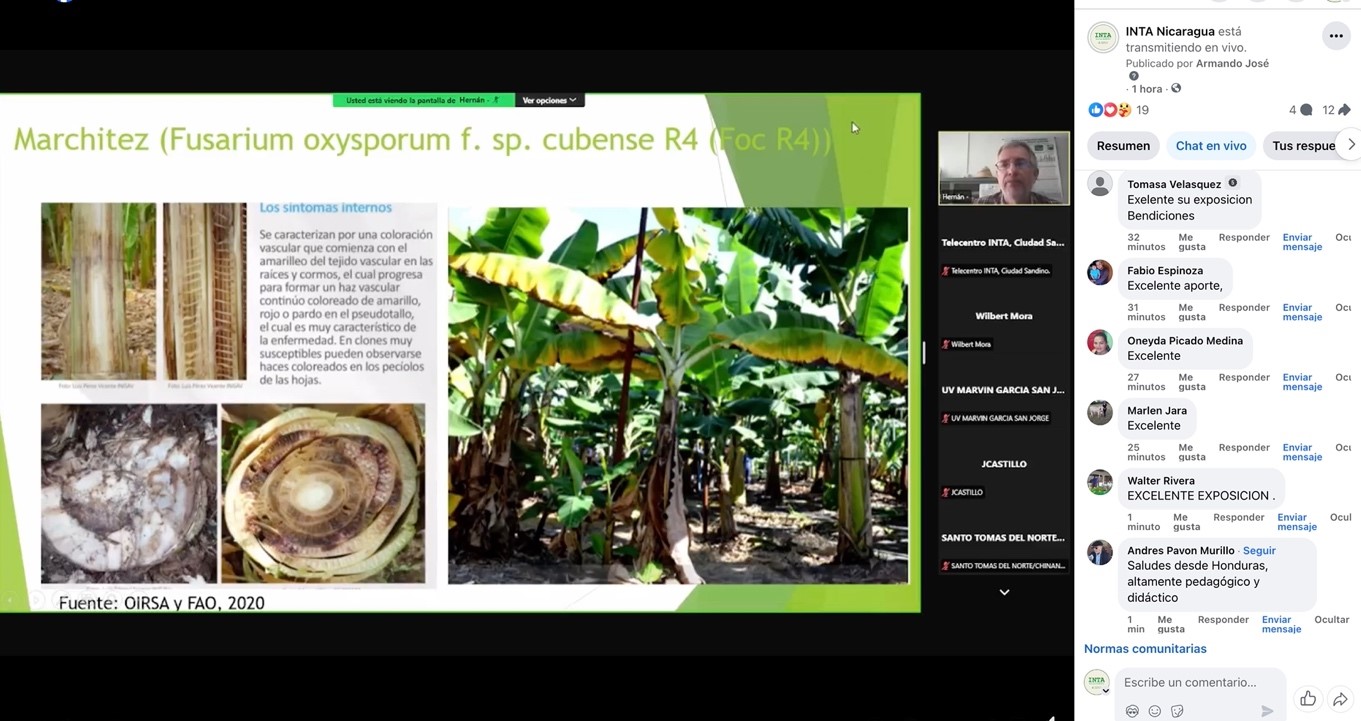 Foto: INTA Realiza Conferencia Virtual sobre Cultivo de Plátano