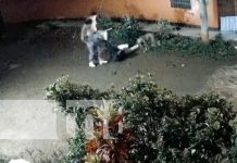 Foto: Fuerte agresión a machetazos para cometer un robo a un joven en un barrio de la ciudad de Estelí / TN8