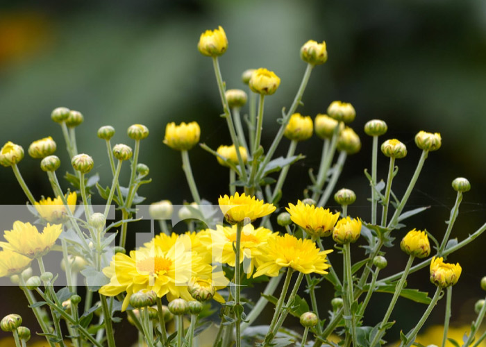 Foto: Corte de flores en Catarina / TN8