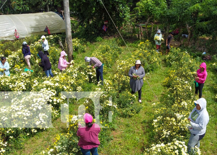 Foto: Corte de flores en Catarina / TN8